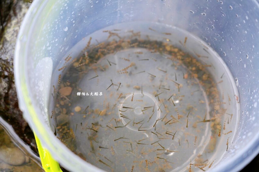 宜蘭溪邊玩水撈魚「圳頭鴛鴦溪」,員山隱藏版溪邊烤肉、親子玩水