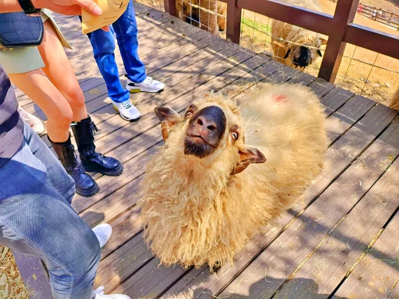 南投縣仁愛鄉清境農場一日遊|二日遊》青青草原門票資訊、交通地圖、綿羊秀、馬術秀精采又好看