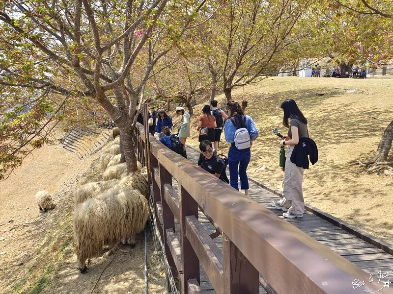 南投縣仁愛鄉清境農場一日遊|二日遊》青青草原門票資訊、交通地圖、綿羊秀、馬術秀精采又好看