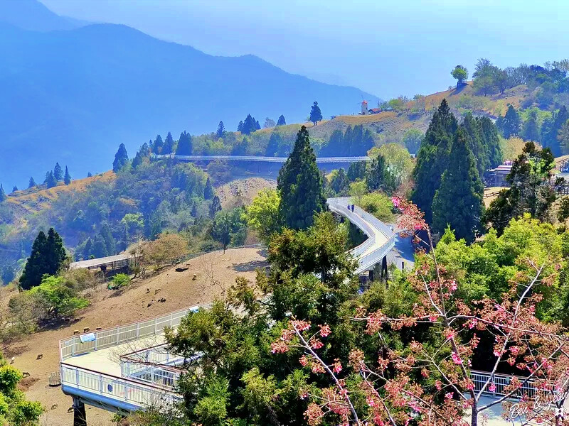 南投縣仁愛鄉清境農場一日遊|二日遊》青青草原門票資訊、交通地圖、綿羊秀、馬術秀精采又好看