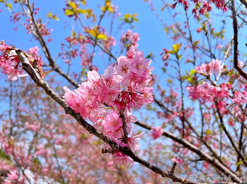南投縣仁愛鄉清境農場一日遊|二日遊》青青草原門票資訊、交通地圖、綿羊秀、馬術秀精采又好看