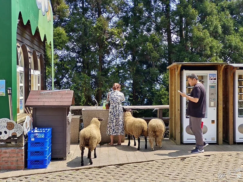 南投縣仁愛鄉清境農場一日遊|二日遊》青青草原門票資訊、交通地圖、綿羊秀、馬術秀精采又好看
