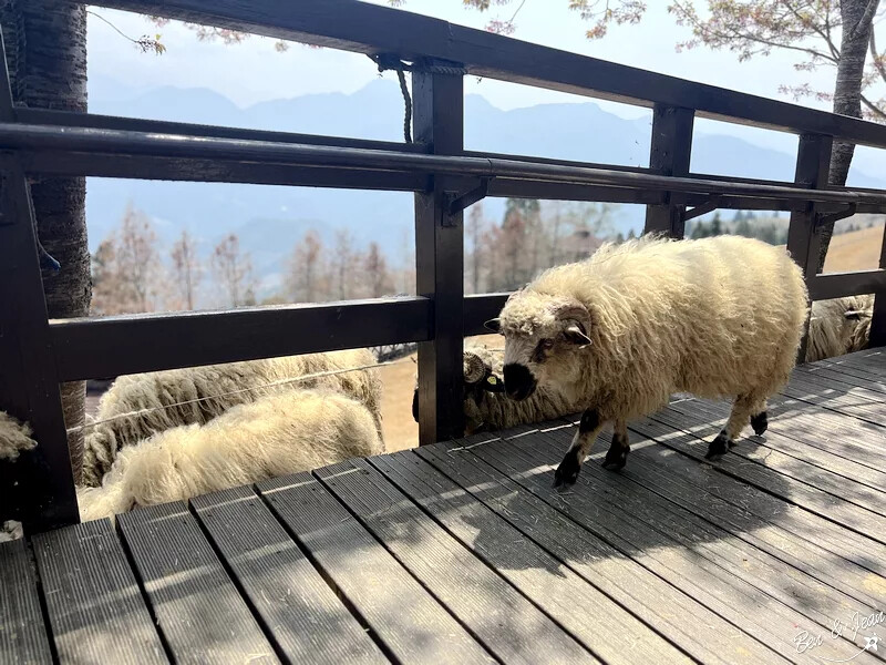 南投縣仁愛鄉清境農場一日遊|二日遊》青青草原門票資訊、交通地圖、綿羊秀、馬術秀精采又好看