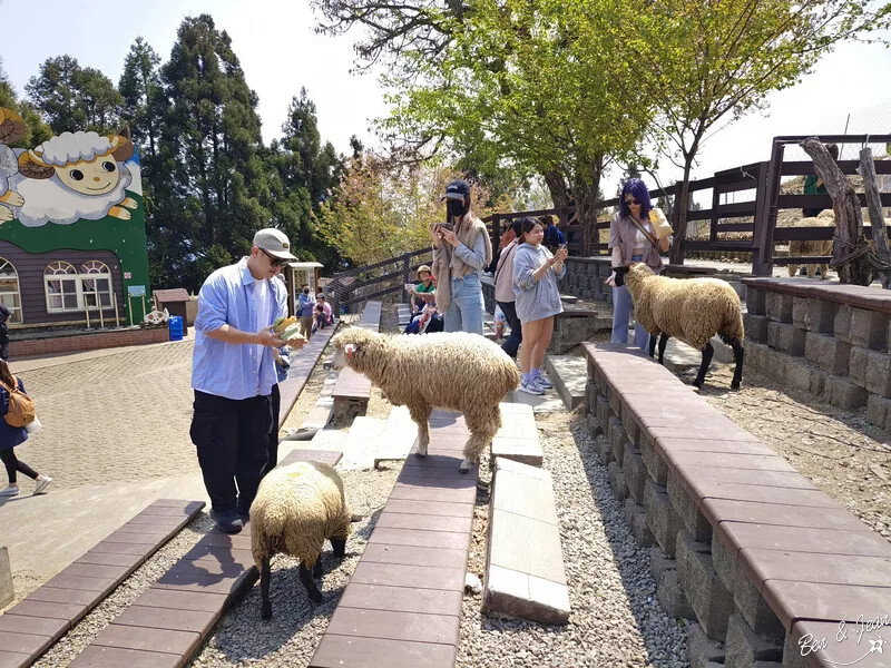 南投縣仁愛鄉清境農場一日遊|二日遊》青青草原門票資訊、交通地圖、綿羊秀、馬術秀精采又好看