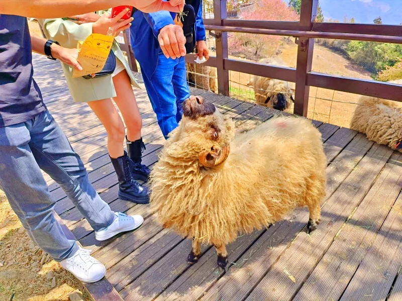南投縣仁愛鄉清境農場一日遊|二日遊》青青草原門票資訊、交通地圖、綿羊秀、馬術秀精采又好看