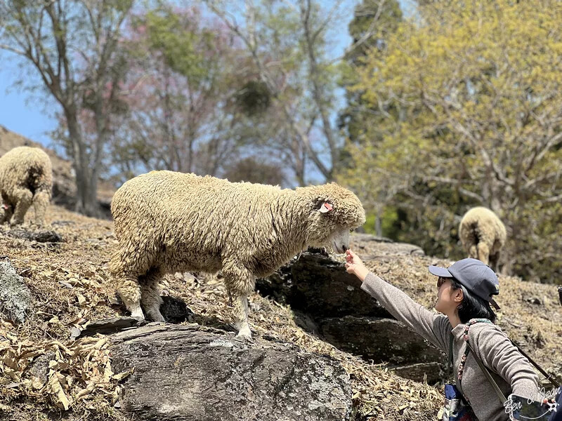 南投縣仁愛鄉清境農場一日遊|二日遊》青青草原門票資訊、交通地圖、綿羊秀、馬術秀精采又好看