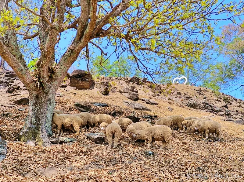 南投縣仁愛鄉清境農場一日遊|二日遊》青青草原門票資訊、交通地圖、綿羊秀、馬術秀精采又好看