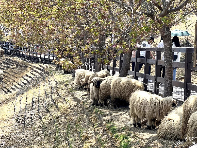 南投縣仁愛鄉清境農場一日遊|二日遊》青青草原門票資訊、交通地圖、綿羊秀、馬術秀精采又好看