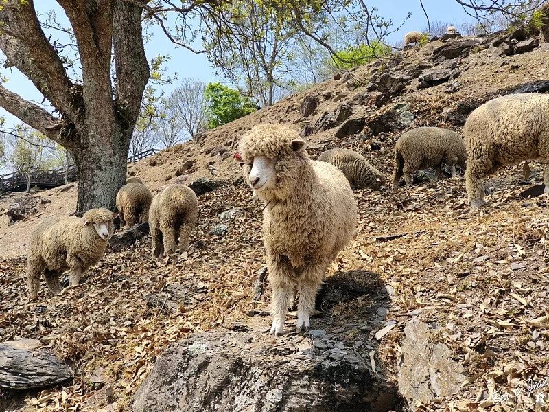 南投縣仁愛鄉清境農場一日遊|二日遊》青青草原門票資訊、交通地圖、綿羊秀、馬術秀精采又好看