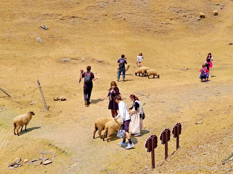 南投縣仁愛鄉清境農場一日遊|二日遊》青青草原門票資訊、交通地圖、綿羊秀、馬術秀精采又好看