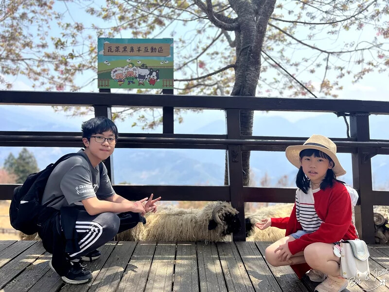 南投縣仁愛鄉清境農場一日遊|二日遊》青青草原門票資訊、交通地圖、綿羊秀、馬術秀精采又好看