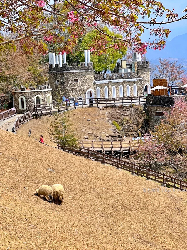 南投縣仁愛鄉清境農場一日遊|二日遊》青青草原門票資訊、交通地圖、綿羊秀、馬術秀精采又好看