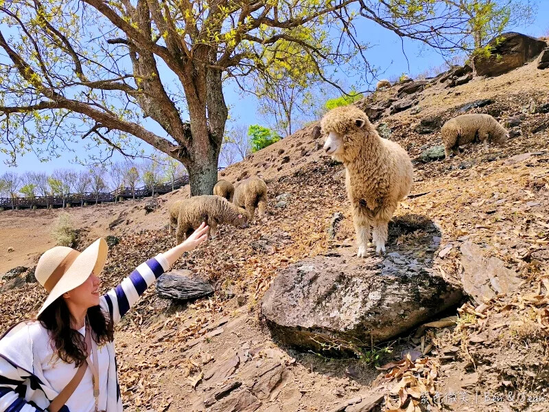 南投縣仁愛鄉清境農場一日遊|二日遊》青青草原門票資訊、交通地圖、綿羊秀、馬術秀精采又好看