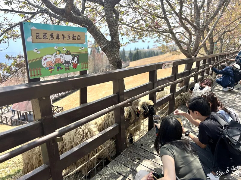 南投縣仁愛鄉清境農場一日遊|二日遊》青青草原門票資訊、交通地圖、綿羊秀、馬術秀精采又好看