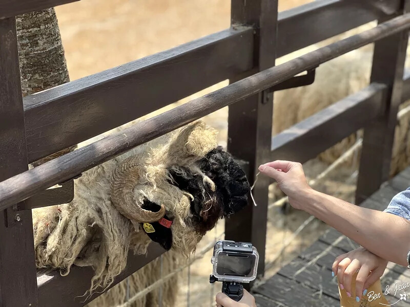 南投縣仁愛鄉清境農場一日遊|二日遊》青青草原門票資訊、交通地圖、綿羊秀、馬術秀精采又好看