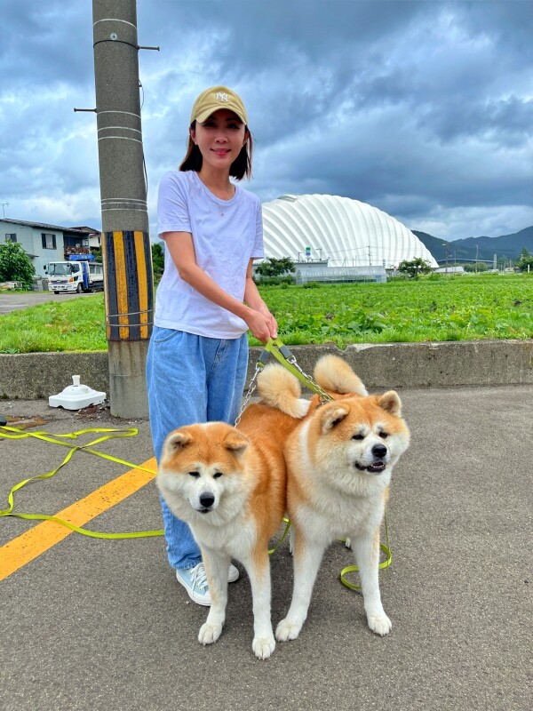 日本【秋田旅遊】古澤溫泉光葉館，與超萌秋田犬的近距離接觸