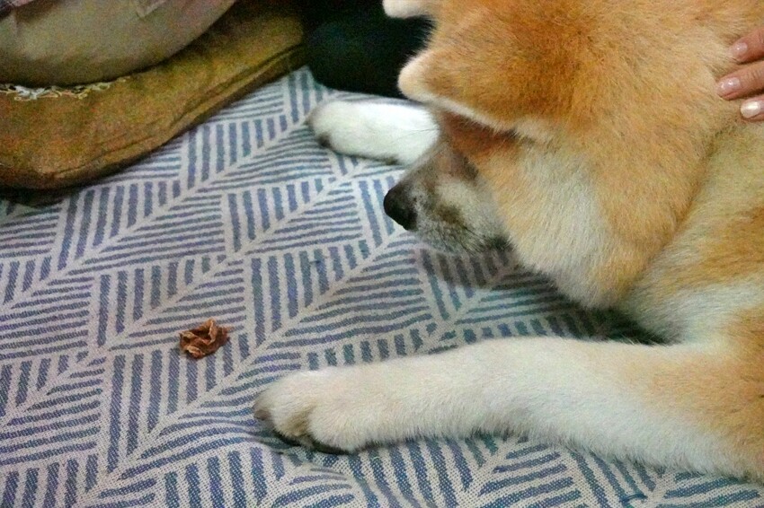 日本【秋田旅遊】古澤溫泉光葉館，與超萌秋田犬的近距離接觸