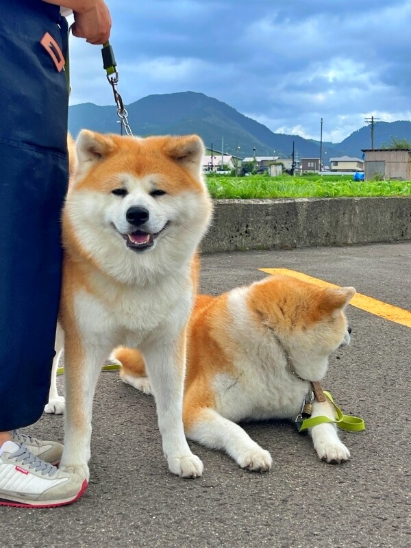 日本【秋田旅遊】古澤溫泉光葉館，與超萌秋田犬的近距離接觸