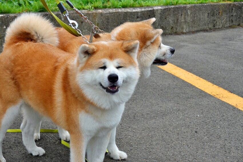 日本【秋田旅遊】古澤溫泉光葉館，與超萌秋田犬的近距離接觸