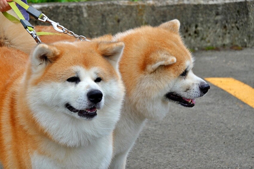 日本【秋田旅遊】古澤溫泉光葉館，與超萌秋田犬的近距離接觸