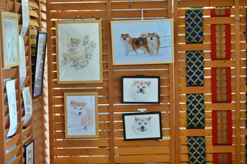 日本【秋田旅遊】古澤溫泉光葉館，與超萌秋田犬的近距離接觸