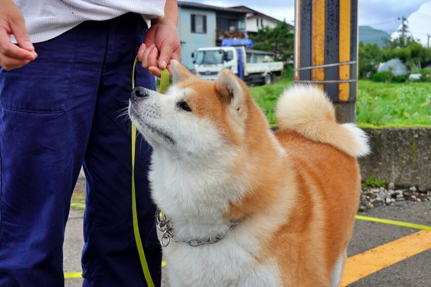 日本【秋田旅遊】古澤溫泉光葉館，與超萌秋田犬的近距離接觸