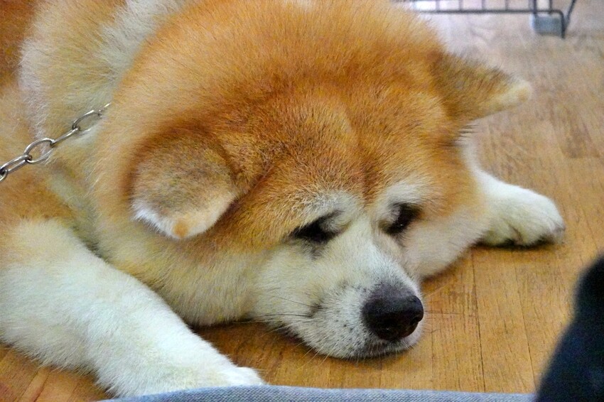 日本【秋田旅遊】古澤溫泉光葉館，與超萌秋田犬的近距離接觸