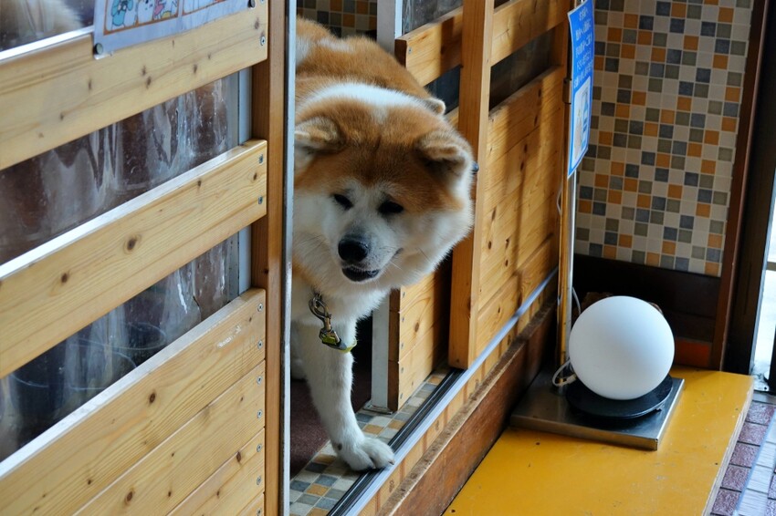 日本【秋田旅遊】古澤溫泉光葉館，與超萌秋田犬的近距離接觸