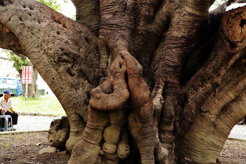 新開幕!!福瑞堂【歷史建築南投稅務出張所】,新台菜創意料理、 新開幕!!福瑞堂【歷史建築南投稅務出張所】,新台菜創意料理、