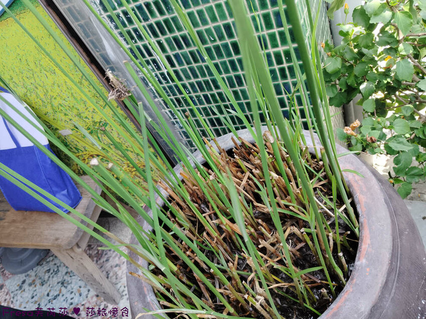 台南市後壁區台南旅遊【後壁菁寮老街x俗女村】雲嘉南輕旅行「後壁發摟米 冒險Follow Me!」DIY紅龜粿+割稻飯+老街導覽+