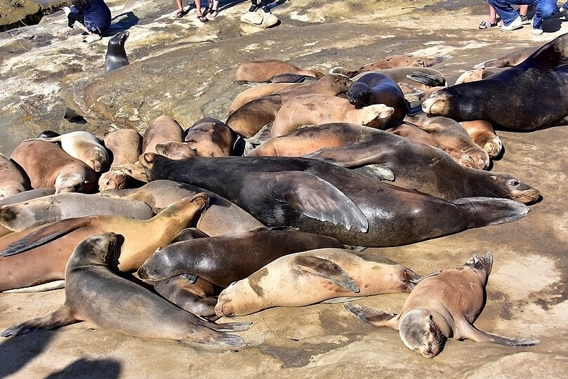 加州聖地牙哥【拉荷亞海灘】:海獅