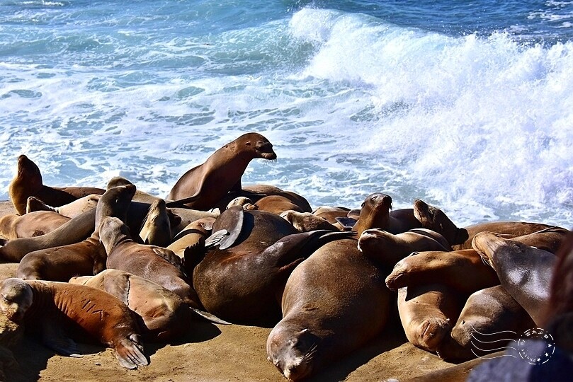 加州聖地牙哥【拉荷亞海灘】:海獅