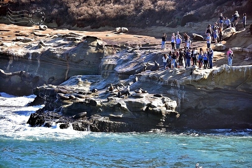 加州聖地牙哥【拉荷亞海灘】:海獅