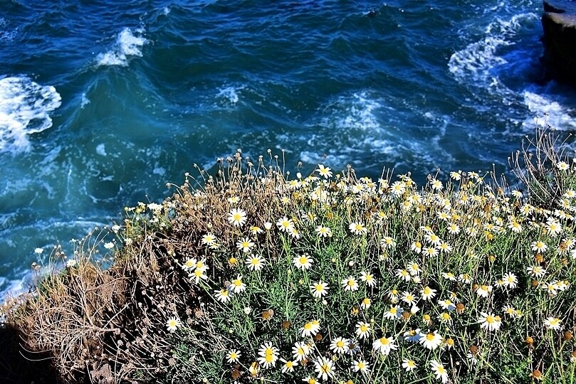 加州聖地牙哥【拉荷亞海灘】