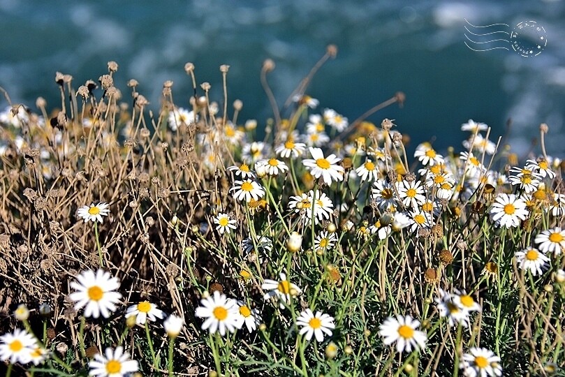 加州聖地牙哥【拉荷亞海灘】