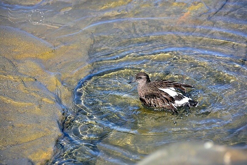 加州聖地牙哥【拉荷亞海灘