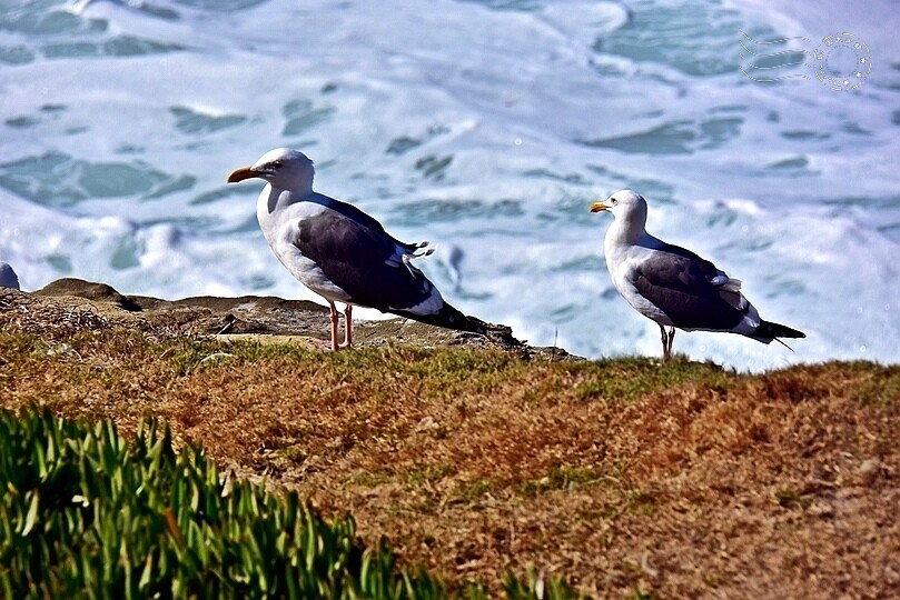 加州聖地牙哥【拉荷亞海灘】:海鷗