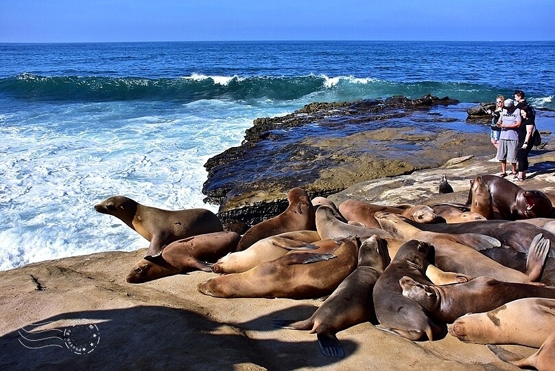 加州聖地牙哥【拉荷亞海灘】:海獅