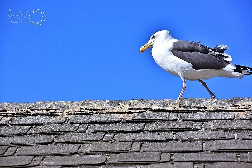 加州聖地牙哥【拉荷亞海灘】:海鷗
