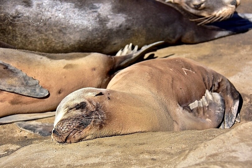 加州聖地牙哥【拉荷亞海灘】:海獅