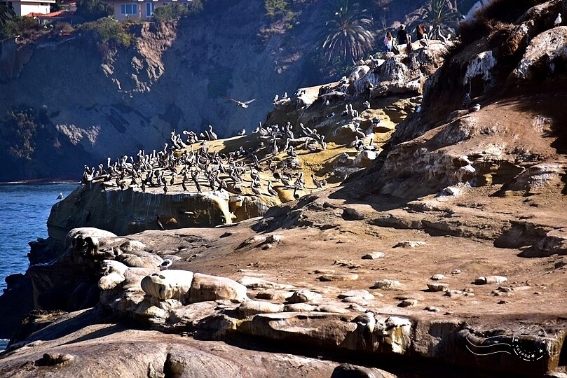 加州聖地牙哥【拉荷亞海灘】:鵜鶘