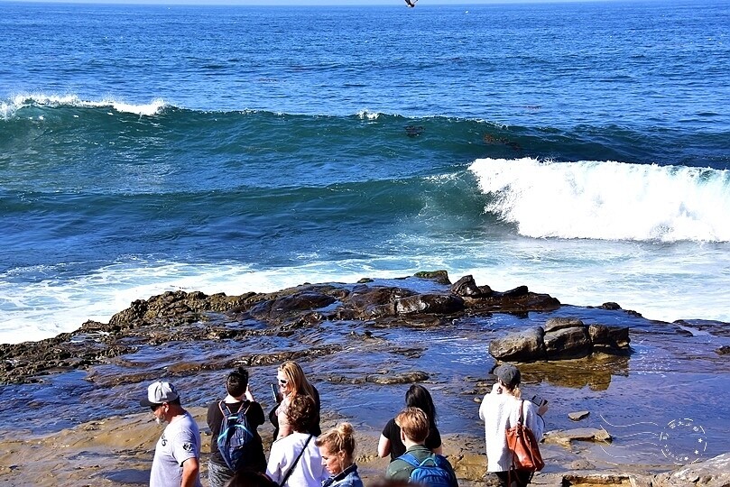 加州聖地牙哥【拉荷亞海灘】
