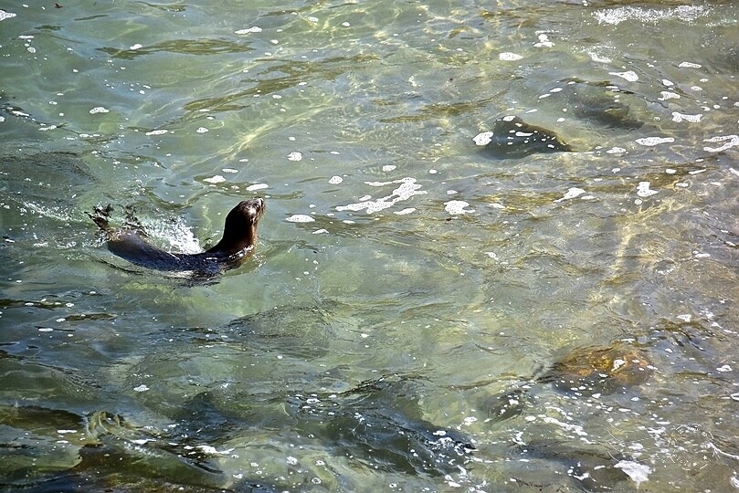 加州聖地牙哥【拉荷亞海灘】:海獅