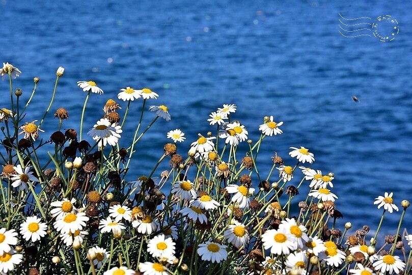 加州聖地牙哥【拉荷亞海灘】