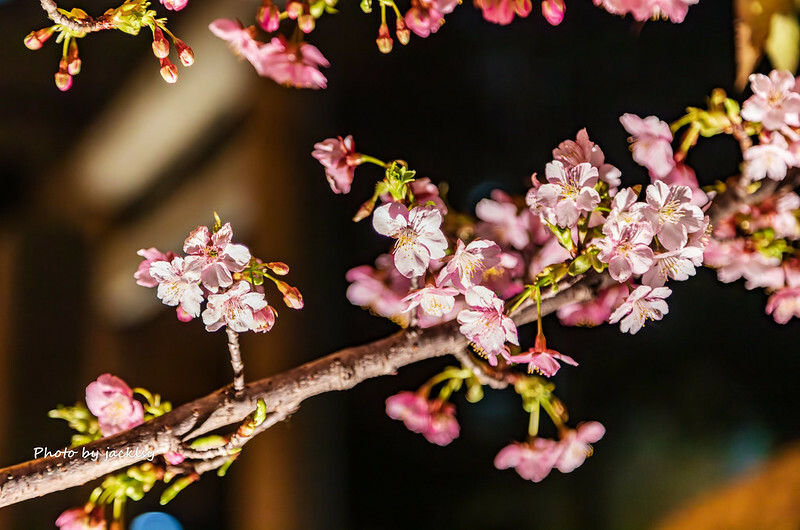 IMG_8387-已增強-雜訊減少