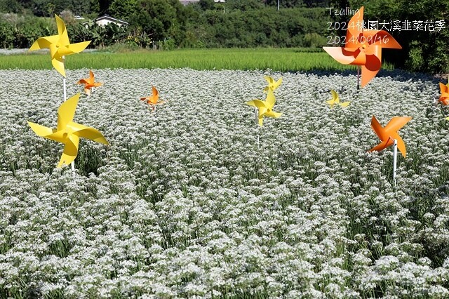 2024大溪韭菜花季|浪漫九月雪,活動日期:2024/08/