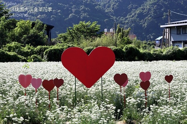 2024大溪韭菜花季|浪漫九月雪,活動日期:2024/08/