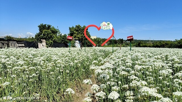 2024大溪韭菜花季|浪漫九月雪,活動日期:2024/08/