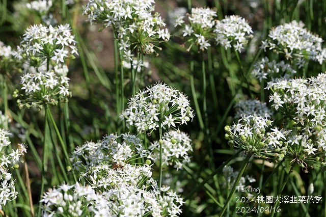 2024大溪韭菜花季|浪漫九月雪,活動日期:2024/08/
