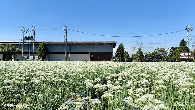 2024大溪韭菜花季|浪漫九月雪,活動日期:2024/08/